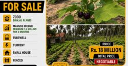 2 Acre Agriculture Land For Sale