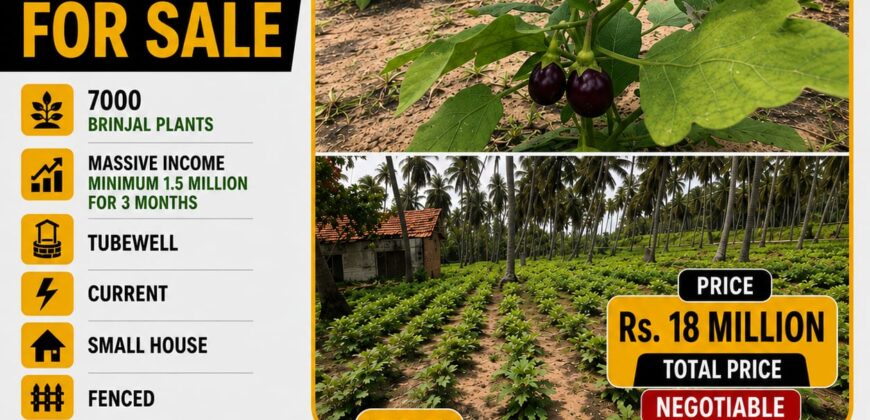 2 Acre Agriculture Land For Sale